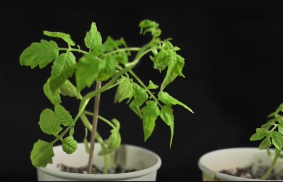 New Tomato Varieties