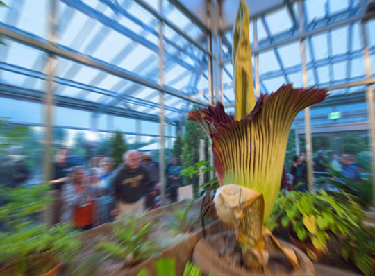 くりぷと 世界の奇妙な住人たち 世界最大の寄生植物 ラフレシア アーノルディ ラフレシア アルノルディイ