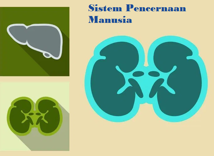 Jawaban Buku Ipa Kelas 8 Uji Kompetensi Hal 204 Bab 4 Sistem Pencernaan Manusia Pentium Sintesi