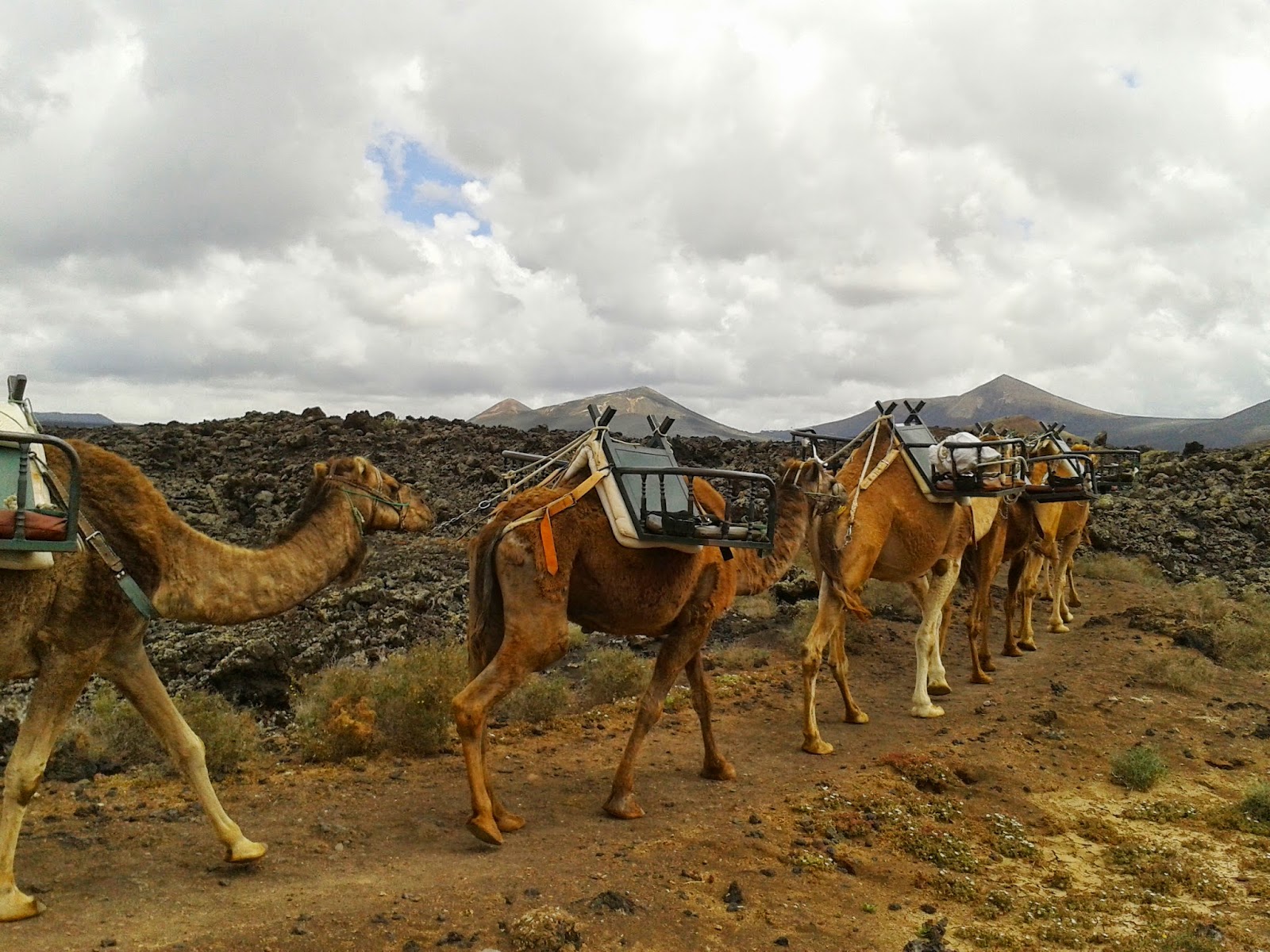 excursion camellos lanzarote