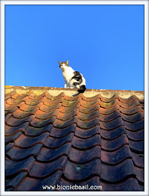 Melvyn's High Flying Start To The New Year on Mancat Monday at BBHQ ©BionicBasil® 2020