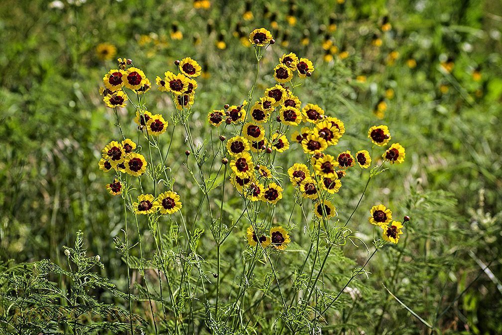 MPG Photo Creations Kansas Wildflowers Yellow *New*