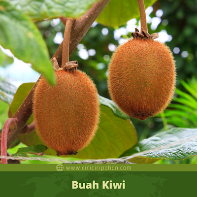 Ciri Ciri Buah Kiwi