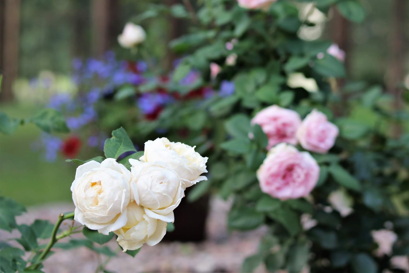 Brook And Pebbles A Dazzling White Rose Every Morning