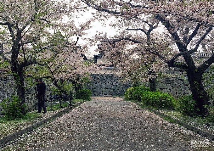 Cherry tree "sakura" at Maizuru park, Fukuoka