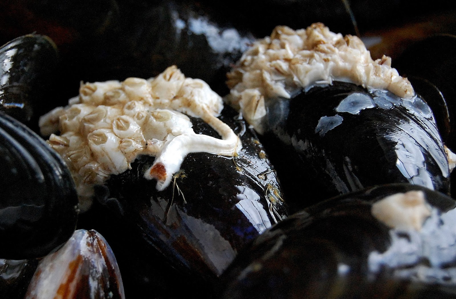 mugofstrongtea Rope grown live mussels from Tesco. Delicious!