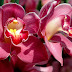 Cymbidium sau Orhideea barcă