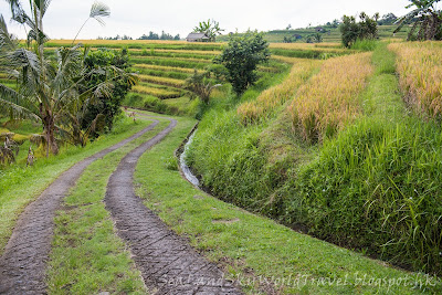 Jatiluwih rice terrace, bali, 峇里 Jatiluwih rice terrace, bali, 峇里