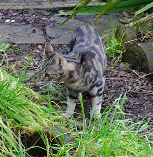 A young cat exploring