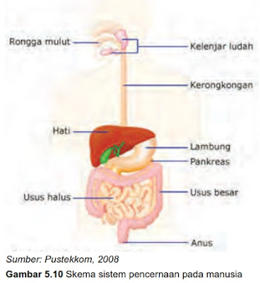 Sistem Pencernaan Makanan Pada Manusia - KURIKULUM 2013