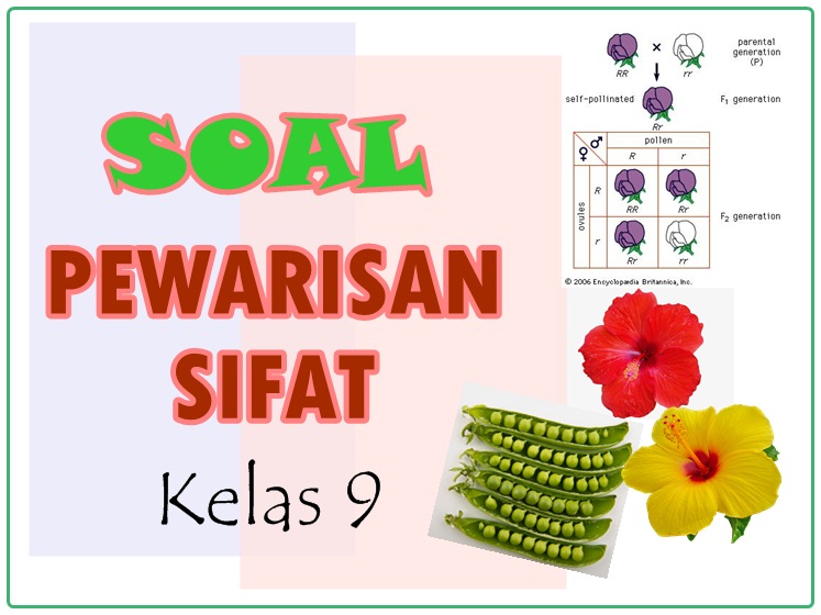 Soal Pewarisan Sifat Hereditas Kelas 9 Bimbel Jakarta Timur