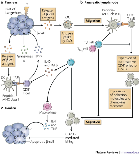 Pathogenese des Typ-1-Diabetes Mellitus