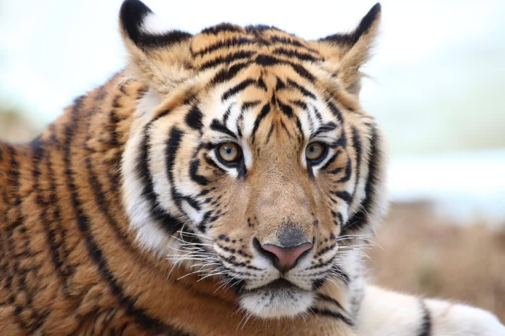 El mexiquense Hoy Permanecen abiertos parques estatales, zoológicos y áreas naturales El mexiquense Hoy Permanecen abiertos parques estatales, zoológicos y áreas naturales