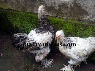 Ayam Brahma Usia 2 Bulan