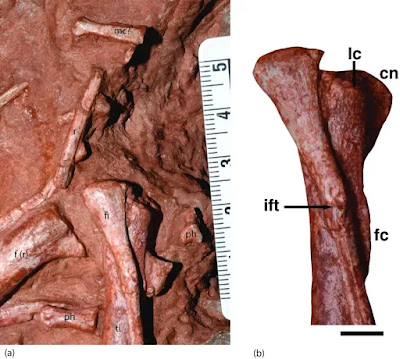 Queste ossa (a sinistra) si trovano nella regione del ginocchio destro di Baby Louie. La barra della scala è in centimetri.  Le altre ossa (a destra) mostrano la fine della tibia e del perone destro di Baby Louie. La barra della scala è di 5 mm.