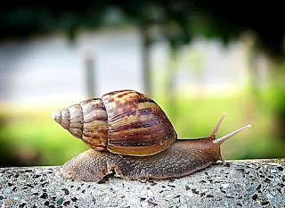 snails snail newsflash healthtips