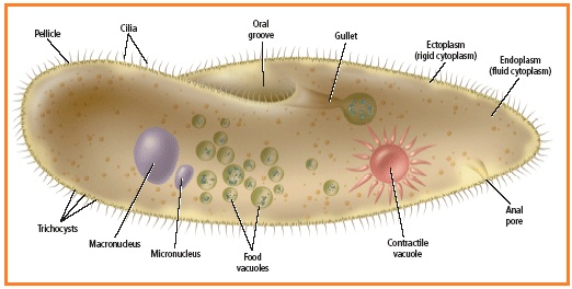 A. Endoplasm