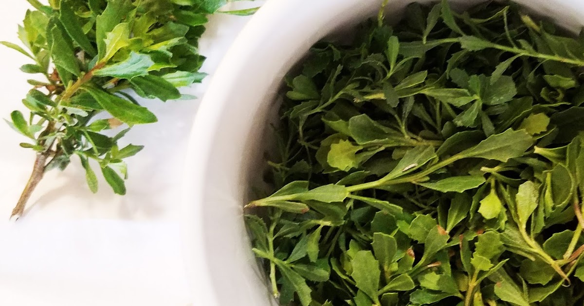 Poison Oak remedy made of Coyote Brush? (Rhus toxicodendron cured by