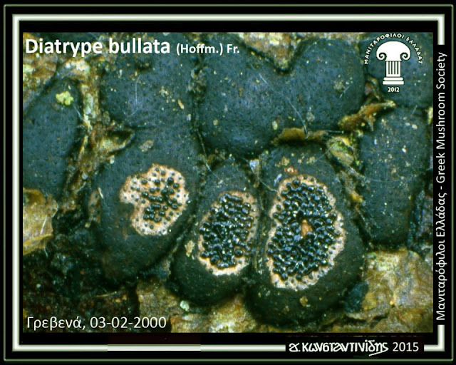 Diatrype bullata (Hoffm.) Fr.