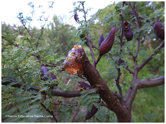 Rama cortada por insecto (ocinderes dejeani) -Chacra Educativa Santa Lucía Rama cortada por insecto (ocinderes dejeani) -Chacra Educativa Santa Lucía