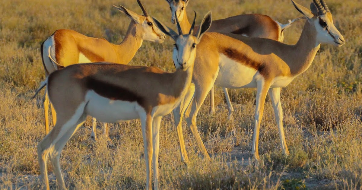 Cannundrums Springbok Meat Carpaccio, Steak, Stew and Biltong