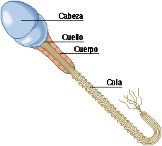 celula reproductiva