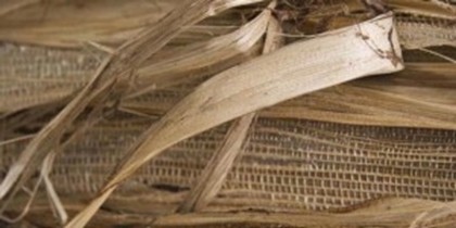 Terbaru 35+ Gambar Pelepah Pisang Kering