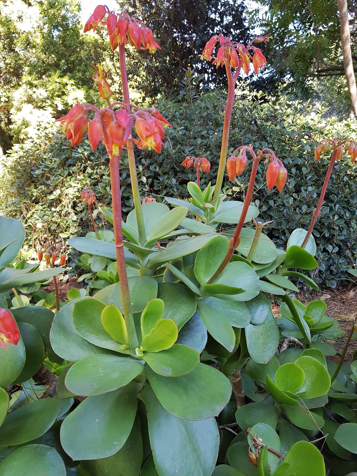 Trying not to make a Pig's Ear of naming it