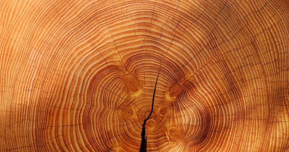 Entecyclopedia of Botanik How to tell the age of a tree