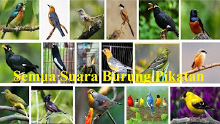 Download Semua Suara Burung Pikatan Paling Gacor Untuk Masteran