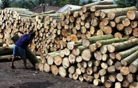 Di bawah pohon acacia mangium sulit tumbuh tumbuhan lain