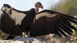 predator dangerous california birds condor