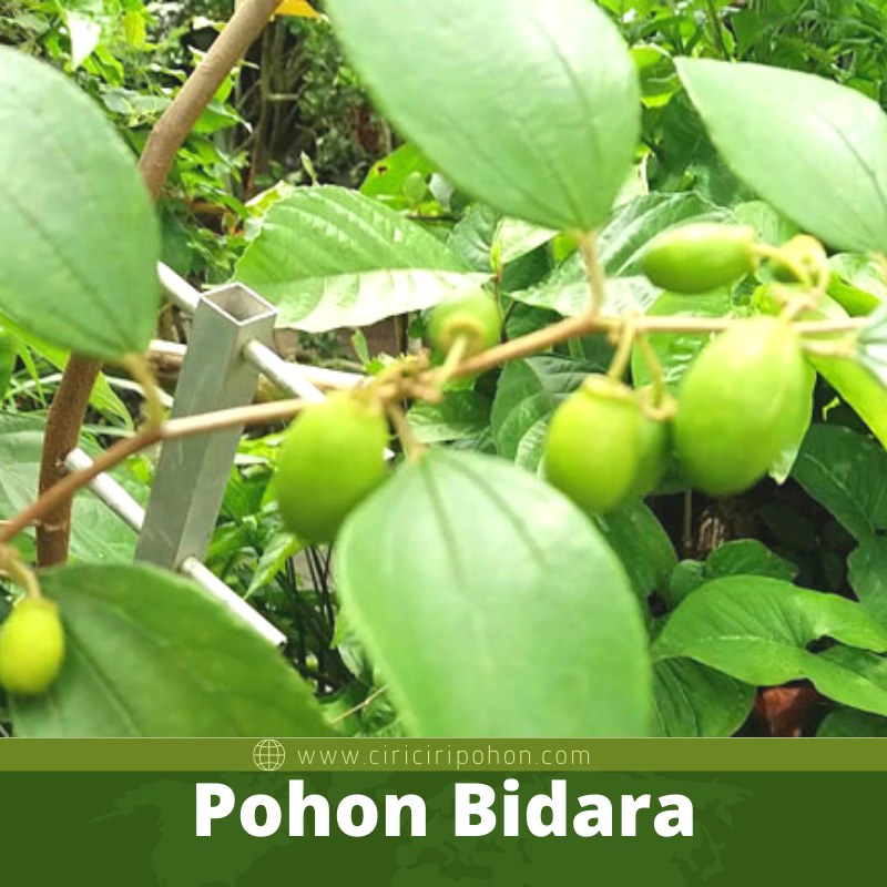 Pohon Bidara