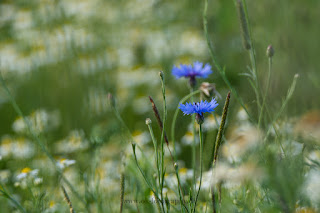 Naturfotografie Blumenfotografie Lippeaue Wildbume Kornblume