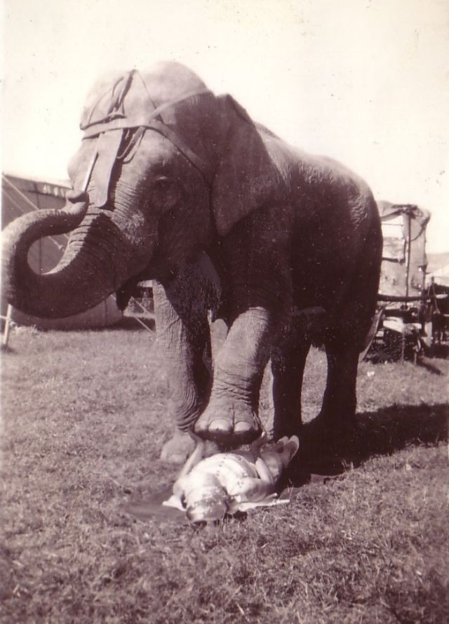 An Elephant Holds a Circus Performer in Its Mouth, 1937