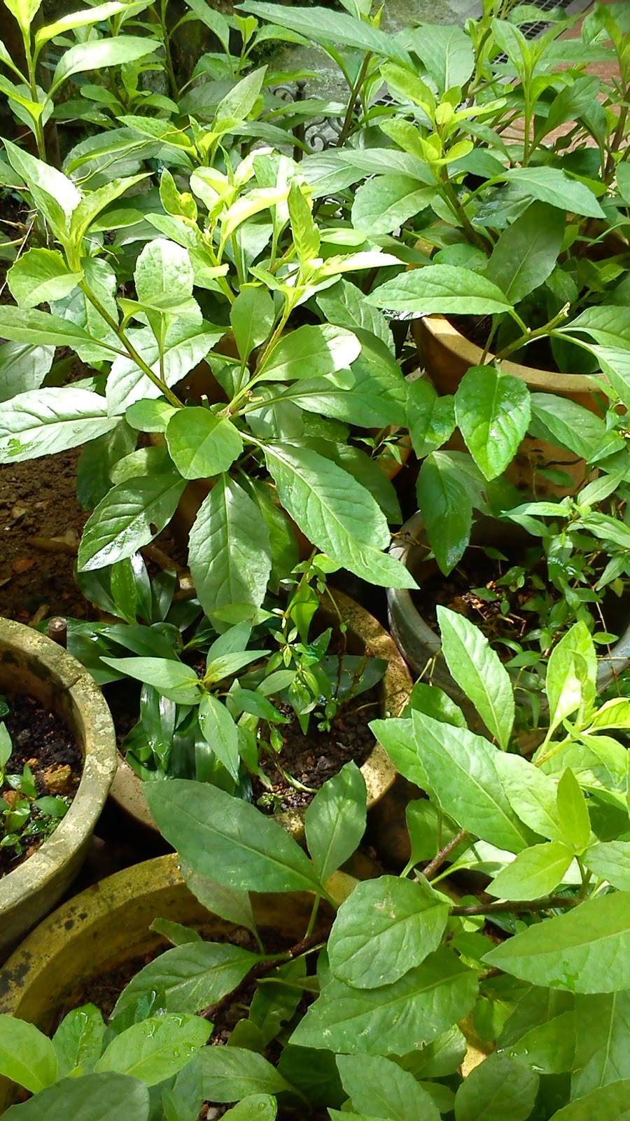 Gynura procumbens Longevity Spinach from Amazingflgarden 1 starter plant with 3