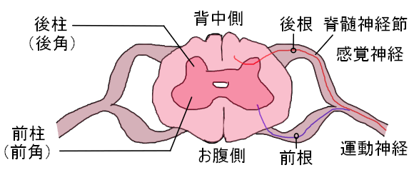 脊髄の構造