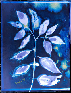 Wet cyanotype -Sue Reno_Image 676