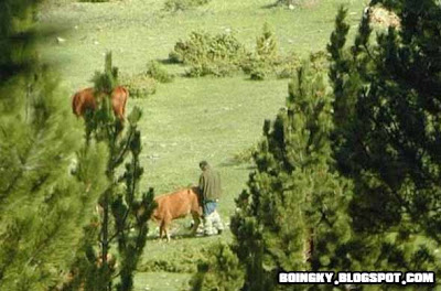 Man sex with a Cow