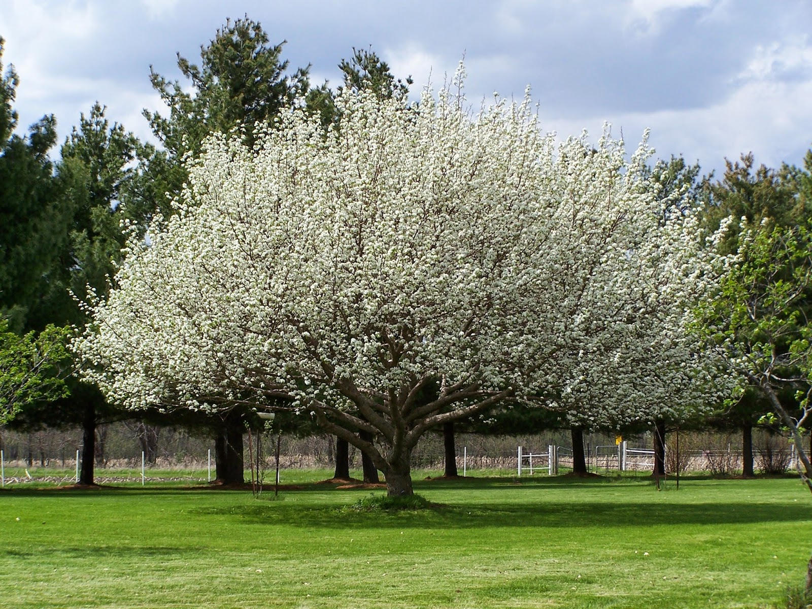 Trees In Texas That Cause Allergies at Zachary French blog