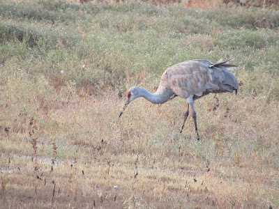 sandhill crane