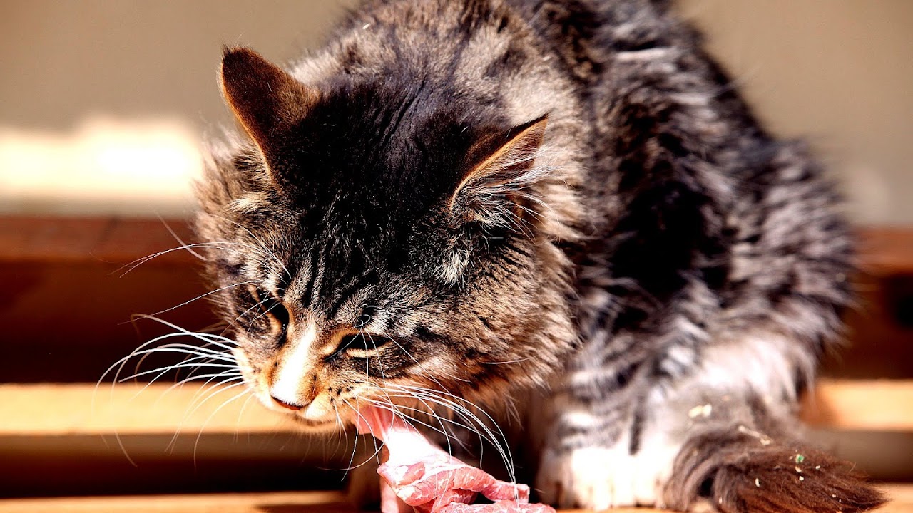What Does Cat Stand For In Construction Cat Choices what-does-cat-stand-for-in-construction-storables