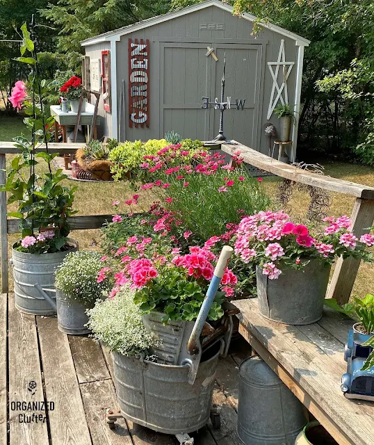 Photo of pink annuals on the corner of the deck