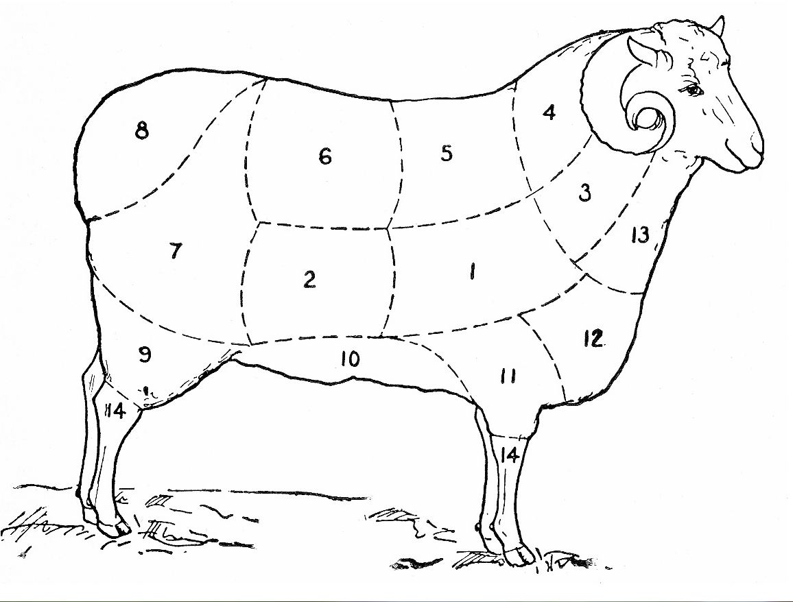 Строение овцы. Анатомия овцы. Анатомия ягненка. Анатомия барана