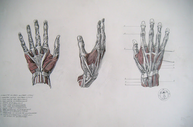 Muscles of the Hand | كورساتك
