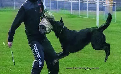 Dog training with punishment