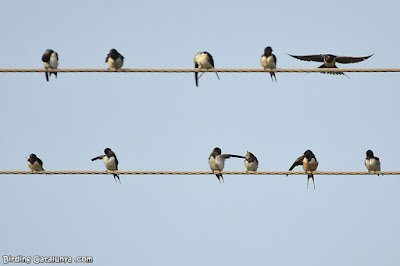 Oreneta vulgar (Hirundo rustica)