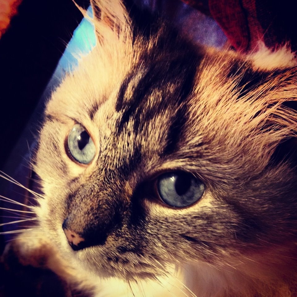 honey and horseshoes: The Mad Crapper