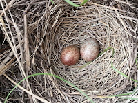 Savannah Sparrow nest with own egg and Brown-headed Cowbird egg – Oil field in Alberta – June 2013 – photo by Kati Fleming