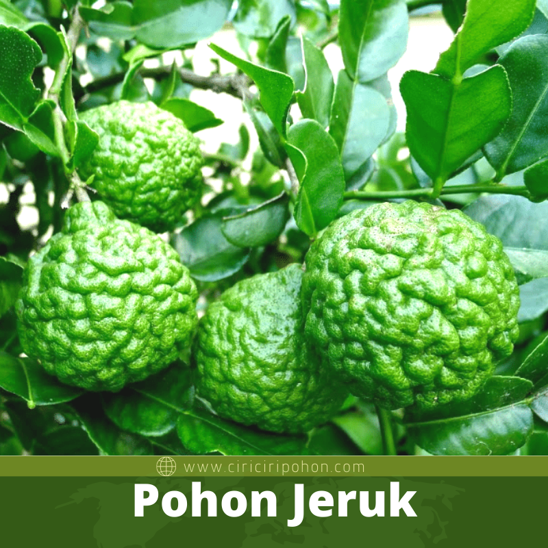 Pohon Jeruk